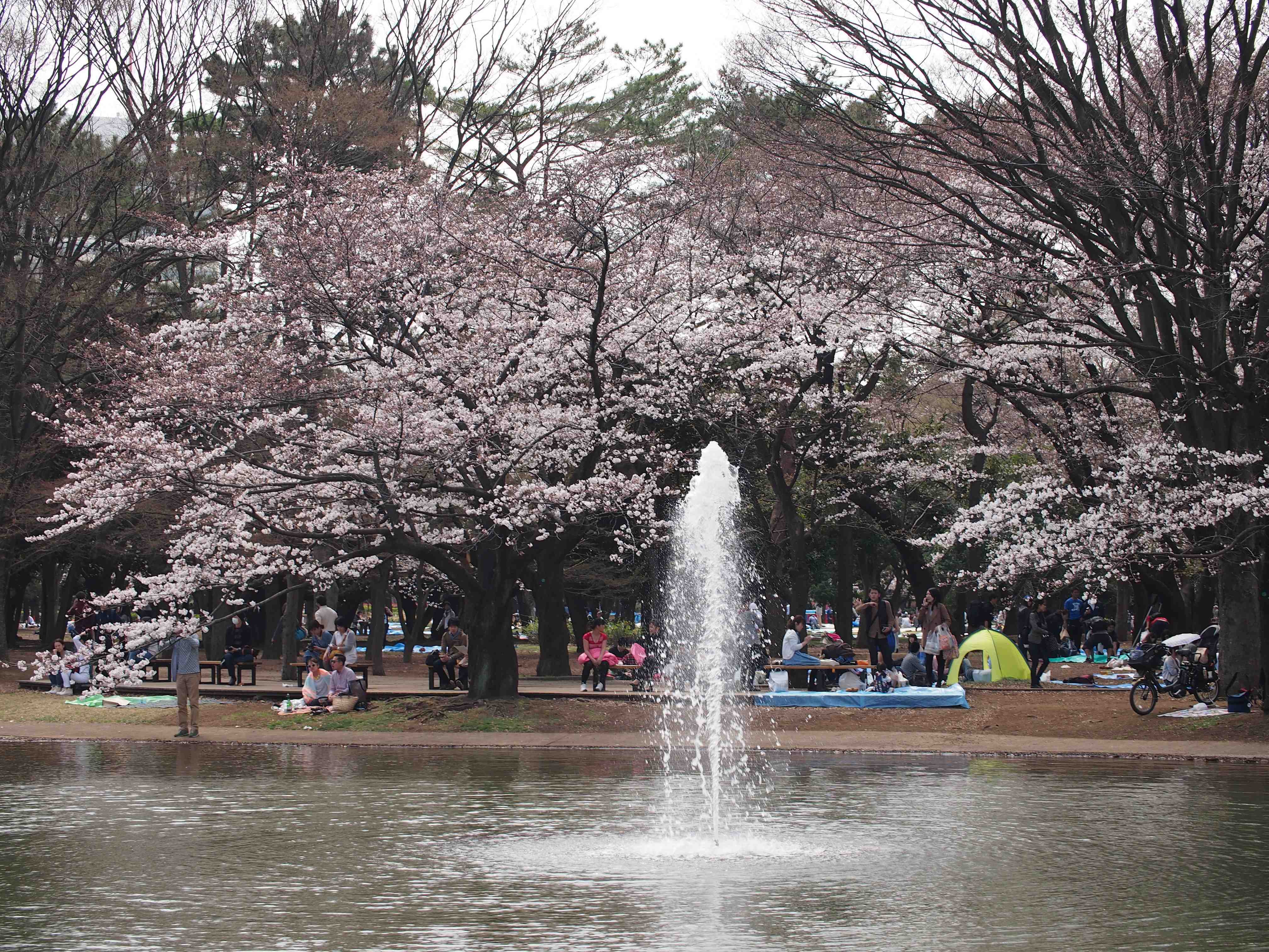 代々木公園 東京撮影スポット