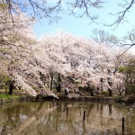 善福寺公園★桜