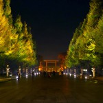 靖国神社 参道| 黄葉したイチョウ並木が黄金色に輝くライトアップ