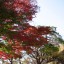 多摩川台公園 | 桜、あじさい、紅葉、展望台といつ行っても楽しめる公園